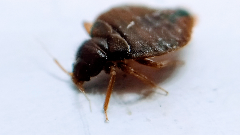 Bettwanzen endgültig loswerden – Die entscheidende Rolle larvizider Insektizide