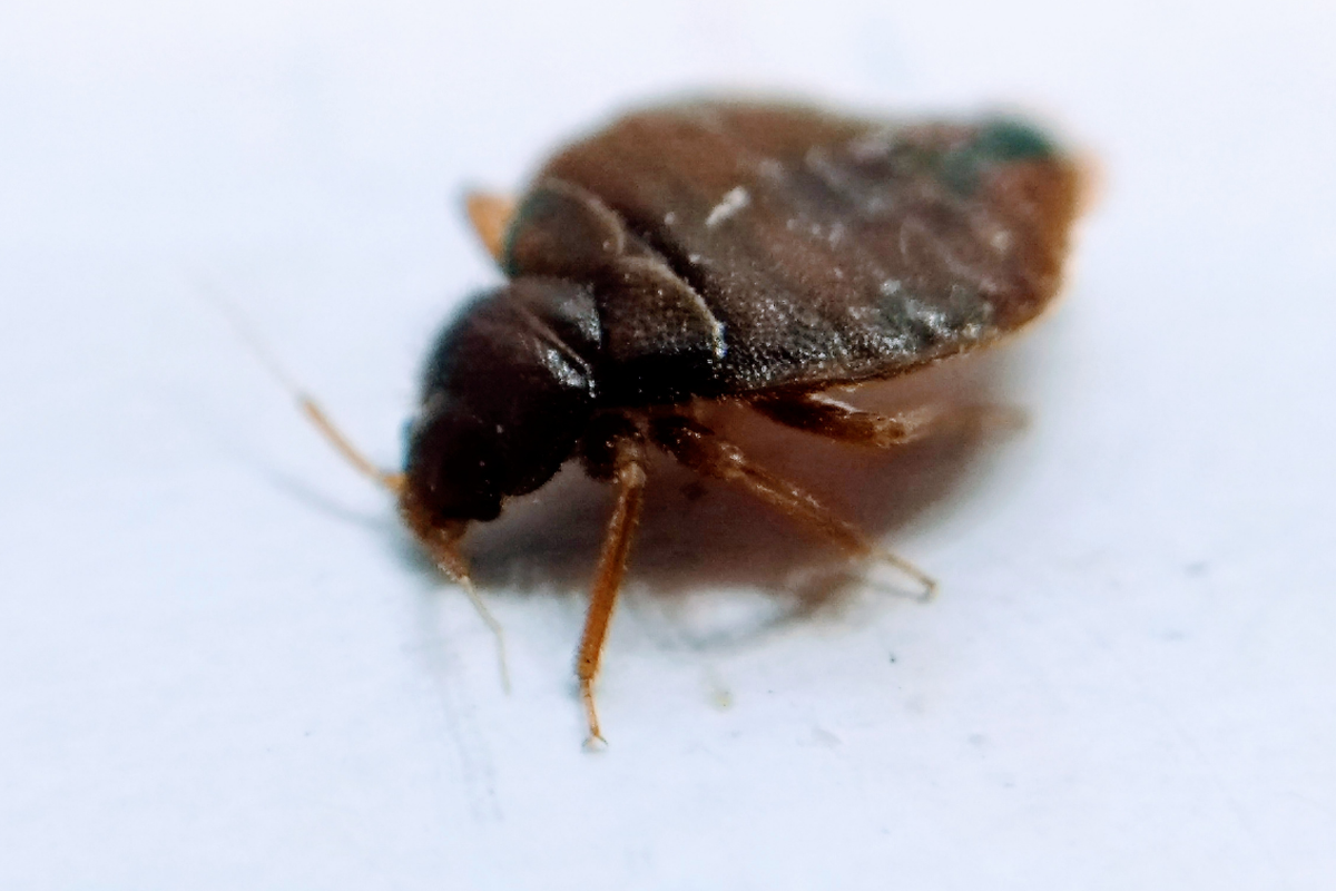Bettwanzen endgültig loswerden – Die entscheidende Rolle larvizider Insektizide